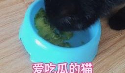猫咪吃瓜可爱视频,萌态十足，可爱指数爆表！