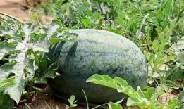 梦中吃瓜视频大全,揭秘梦中吃瓜视频大全的奇幻世界