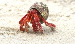 寄居蟹可以吃青皮瓜吗视频,揭秘青皮瓜的奇妙滋味