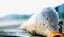 腐烂的瓜能给鱼吃嘛视频,鱼儿餐桌上的“美味”之谜