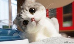 小猫可以吃瓜饼吗视频讲解,揭秘猫咪饮食之谜