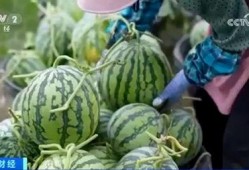 晋江网红吃瓜视频大全集,揭秘网络红人幕后故事