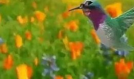 奇葩小鸟吃瓜视频,欢乐瞬间引网友热议