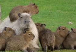 水豚吃哈密瓜视频在线观看,哈密瓜成美食盛宴