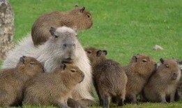 水豚吃哈密瓜视频在线观看,哈密瓜成美食盛宴