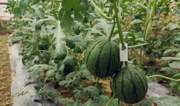 郑州中牟吃瓜群众视频,街头热辣瞬间，揭秘民间生活百态