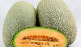 吃哈密瓜文案视频素材,一夏天的味蕾盛宴