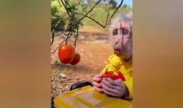 吃哈密瓜变成猴子视频,视频揭秘吃瓜变猴之谜