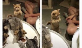 相扑猫全季酒店吃瓜视频,一场萌宠与美食的盛宴