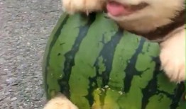 小瓜怎么弄给狗狗吃视频