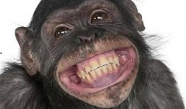 猩猩吃角瓜的视频大全,视频大全中的萌态瞬间