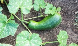 瓠瓜怎么吃图片视频,图片视频教你轻松烹饪美味佳肴