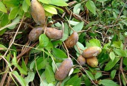 吃八月瓜视频素材,视频揭秘神秘果实的魅力