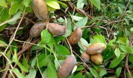 吃八月瓜视频素材,视频揭秘神秘果实的魅力