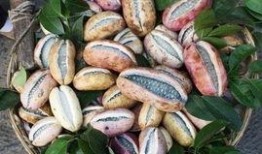 皇上吃八月瓜视频大全在线观看,视频大全带你一饱眼福