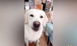 吃瓜小狗的配音视频播放