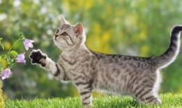 猫和猫吃瓜视频大全下载,猫界吃瓜视频大全精选集