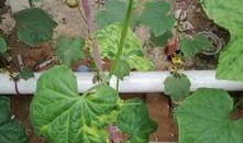 吃瓜好叶子黄怎么办视频,瓜田叶子黄？一招解决吃瓜好心情