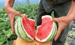 湖北一家吃瓜事件视频最新,真相揭秘与网络围观现象剖析