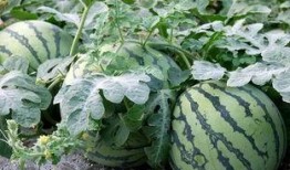 圈内吃瓜真假鉴别视频,真假信息辨析指南