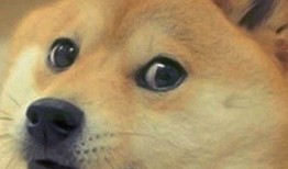 狗头吃瓜表情包合成视频,趣味横生的短视频创作