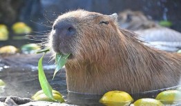 大水豚吃瓜视频,萌态十足引网友爆笑