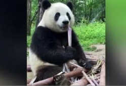 吃瓜熊猫人全部视频下载