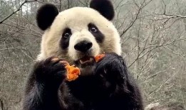 大熊猫吃老瓜视频下载安装