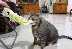 猫咪围观吃瓜视频大全集