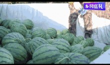 来东台吃瓜视频,一场视觉与味蕾的双重盛宴