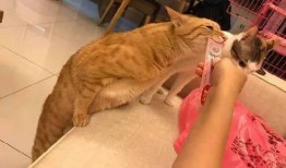 相扑猫全季酒店吃瓜视频,一场萌宠与美食的盛宴