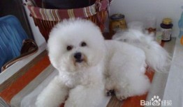 比熊可以吃乳瓜吗视频,乳瓜的适宜性探讨