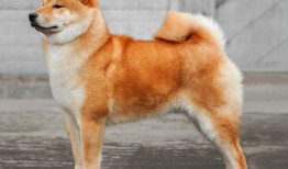 柴犬吃刺角瓜好吗视频,美味还是挑战？