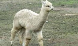 吃瓜羊驼视频大全,趣味视频大盘点