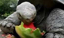 老王八吃瓜视频在线观看,在线观看，笑料连连