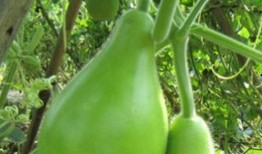 瓠瓜怎么吃图片视频,图片视频教你轻松烹饪美味佳肴