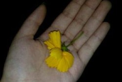 吃瓜相关视频素材大全,揭秘吃瓜视频素材大全