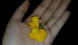 吃瓜相关视频素材大全,揭秘吃瓜视频素材大全