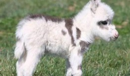 小毛驴吃蜜瓜视频,趣味食趣瞬间