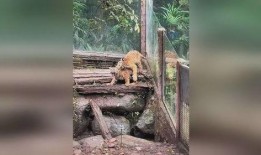 小熊猫吃瓜视频,萌态十足，网友直呼可爱爆表！