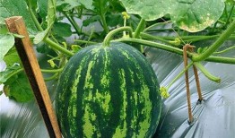 吃海瓜的视频大全,视频大全带你领略海洋美味之旅