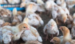 小鸡可以吃白瓜吗视频,揭秘白瓜的营养与食用方法