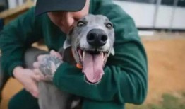 恶犬吃瓜的视频,这瓜有毒！