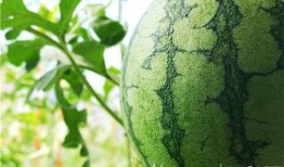 姜姜吃瓜视频,揭秘娱乐圈幕后故事