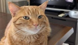 给小猫吃瓜视频大全,小猫吃瓜视频大全集锦