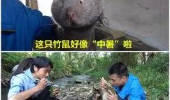 竹鼠吃瓜的视频,萌态十足引网友爆笑