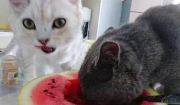 意大利一只猫吃瓜视频,萌态十足引网友爆笑