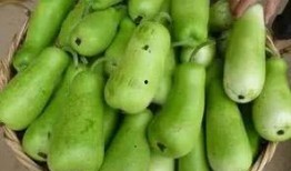 吃生葫芦瓜的视频,揭秘生葫芦瓜的独特风味