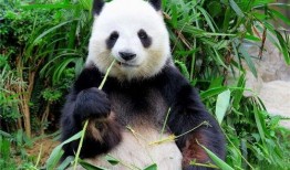 熊猫吃狗头瓜的视频,揭秘狗头瓜的独特魅力