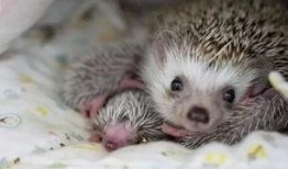 刺猬可以吃白瓜吗视频,刺猬食用白瓜实验揭秘